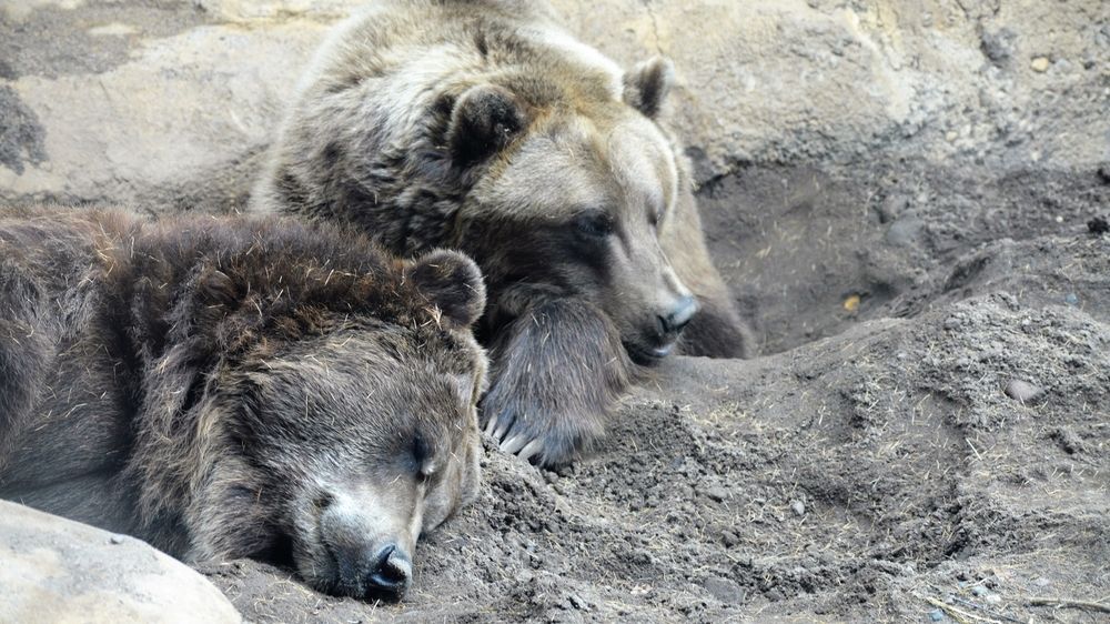 Medvědi pomáhají vědcům zjistit, proč jsou lidé leniví